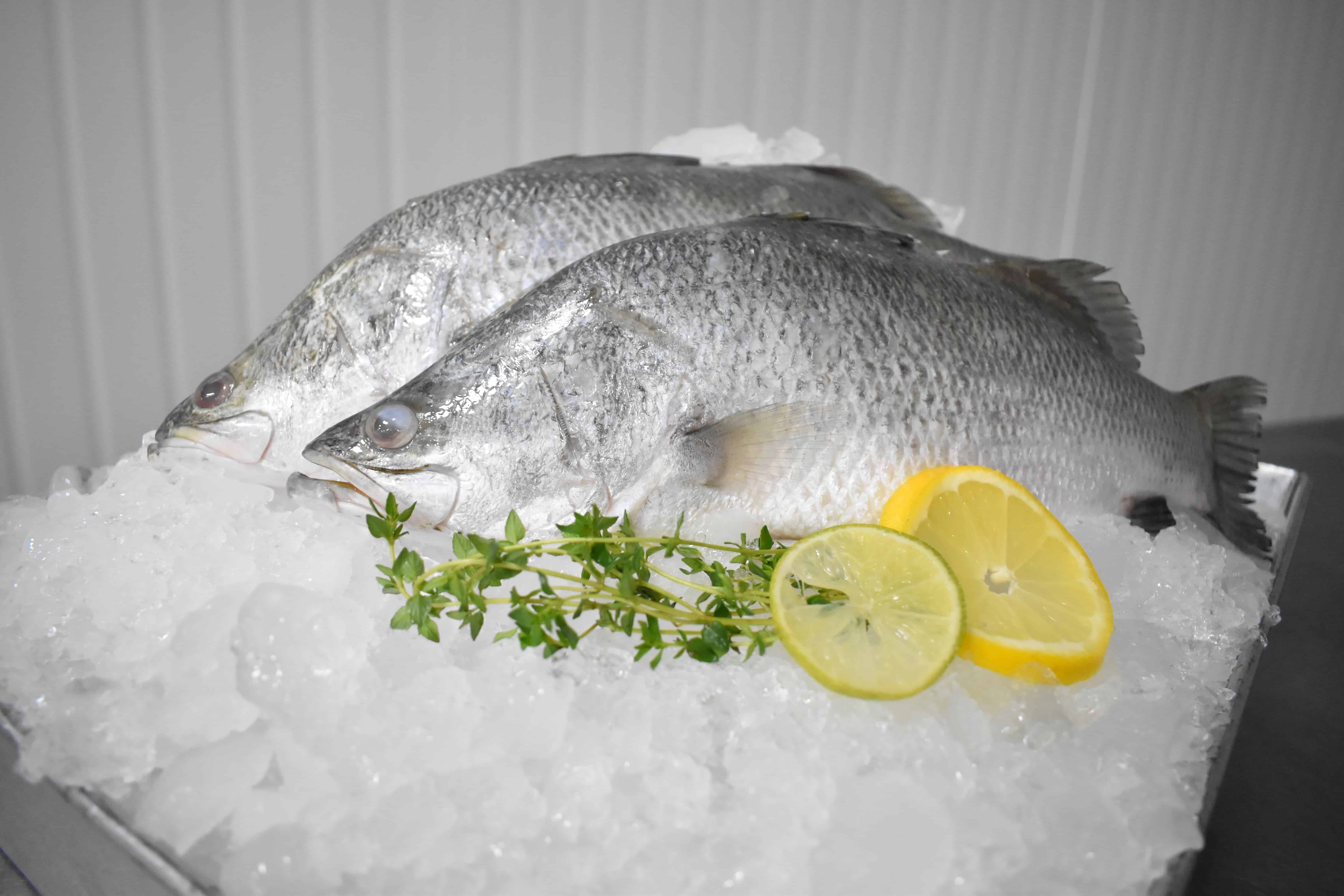 Barramundi