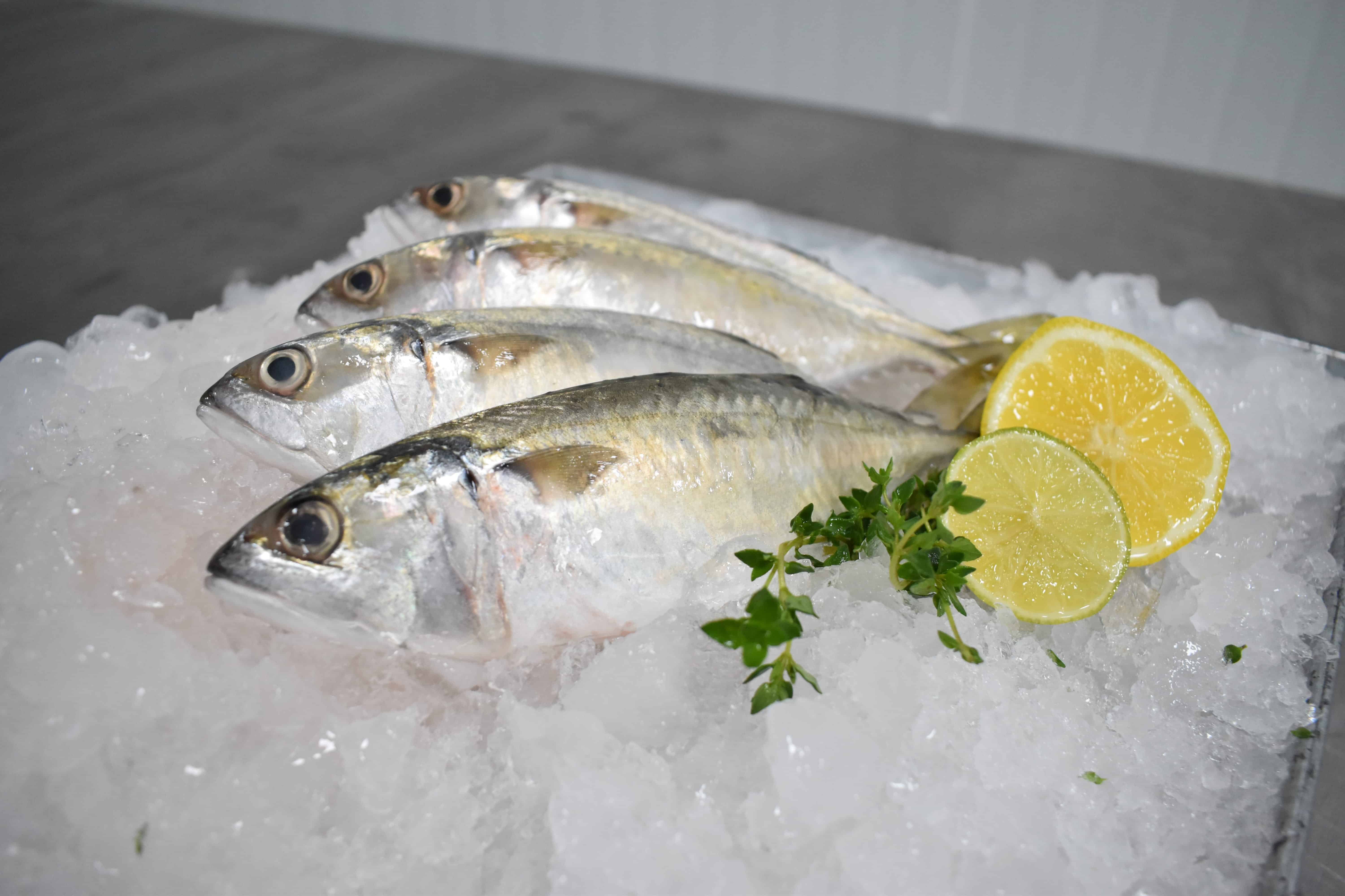 Shortbodied Mackerel